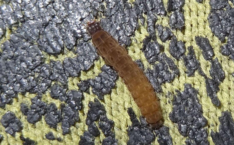 larva di........ Cantharidae